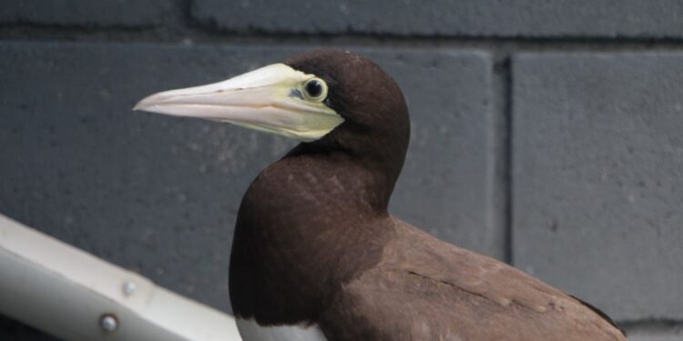 Instituto Argonauta registra 60 ocorrências envolvendo animais marinhos, aquáticos e silvestres no último mês