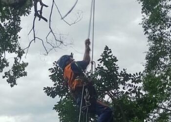 Defesa Civil realiza corte de árvore por risco de queda iminente em residência no Sumaré