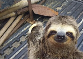  Resgate de bicho preguiça na Rio-Santos reforça importância sobre alerta de usuários