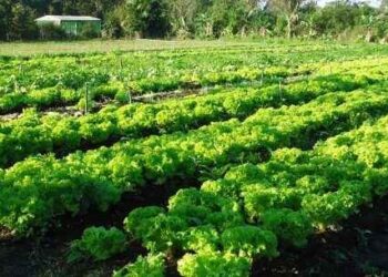 SENAR/SP e Prefeitura de Caraguá ofertam curso de Nutrição Biológica do Solo para produtores
