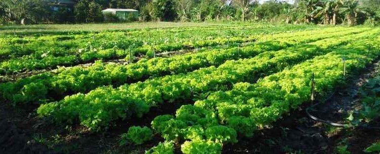 SENAR/SP e Prefeitura de Caraguá ofertam curso de Nutrição Biológica do Solo para produtores
