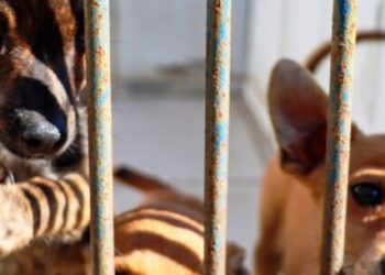 CCZ de Caraguatatuba conta com 30 animais à espera de um novo lar