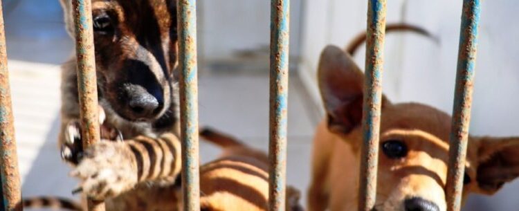 CCZ de Caraguatatuba conta com 30 animais à espera de um novo lar