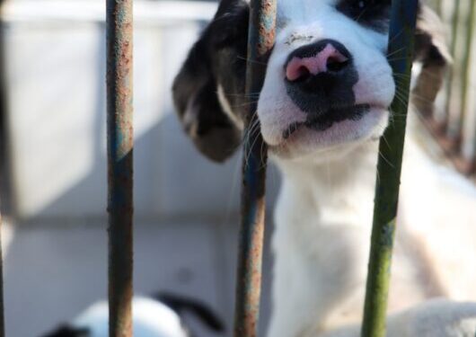 Sábado é dia de Feira de Adoção de Cães e Gatos em Caraguatatuba
