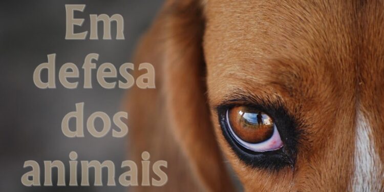 A causa da defesa animal ganhará reforço importante com a criação da Frente Parlamentar de Proteção dos Animais amanhã, na Alesp