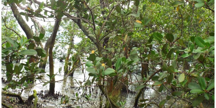 Rede Litoral Norte/SP de Manguezais realiza exposição no MACC