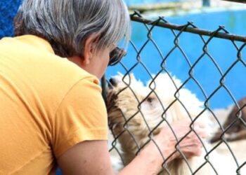 CCZ de Caraguatatuba encaminha 53 animais para adoção neste ano