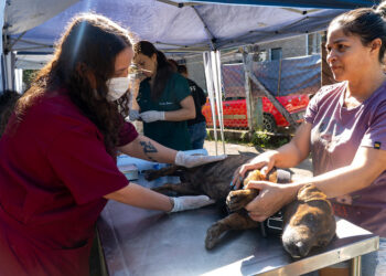 Castramóvel atenderá pets do Morada da Praia entre 11 e 13 de julho