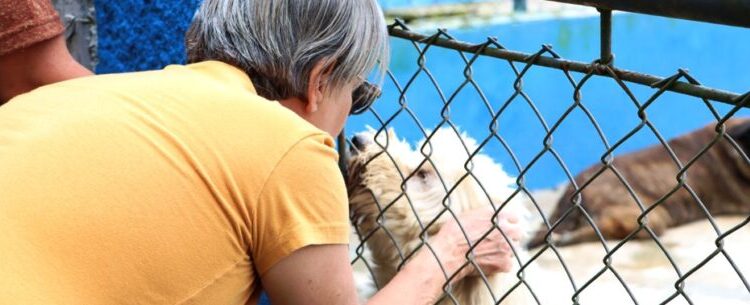 CCZ de Caraguatatuba encaminha 53 animais para adoção neste ano