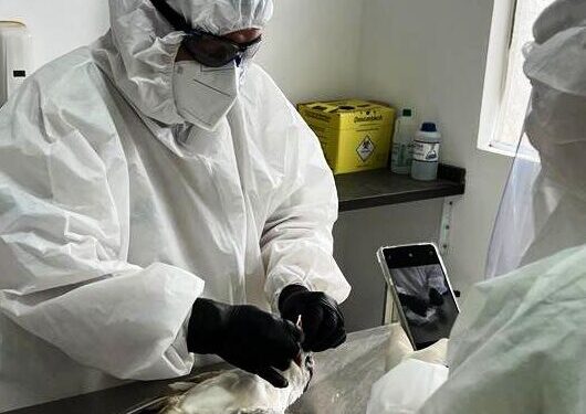 Caraguatatuba reforça alerta sobre cuidados para evitar contaminação pela gripe aviária