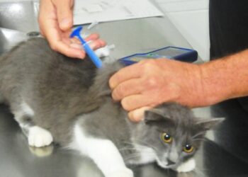 Centro de Controle de Zoonoses encaminha 1.630 animais para castração neste primeiro semestre