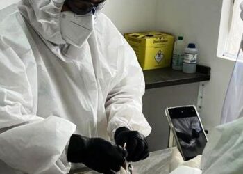 Caraguatatuba registra segundo caso de gripe aviária em animal silvestre