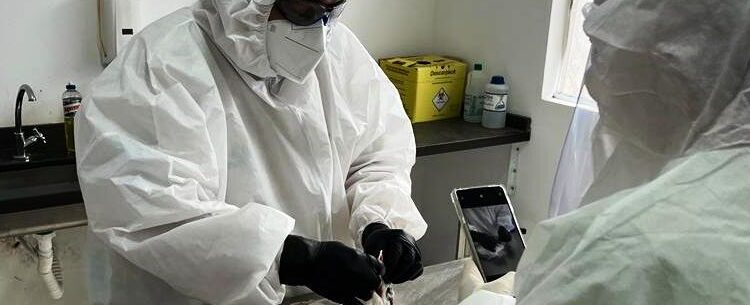 Caraguatatuba registra segundo caso de gripe aviária em animal silvestre