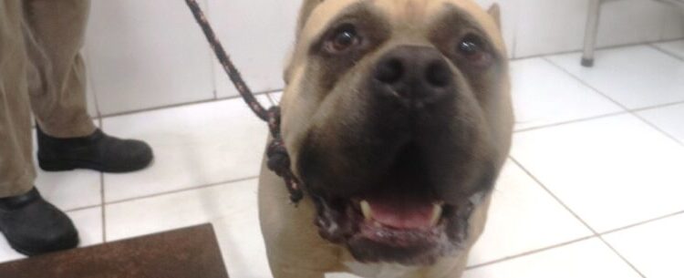 Mais de 60 animais são adotados no CCZ de Caraguatatuba e o serviço está disponível durante a semana