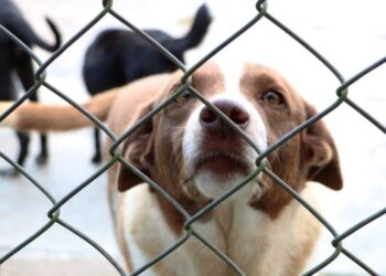 Cerca de 30 animais estarão disponíveis para adoção neste sábado em Caraguatatuba