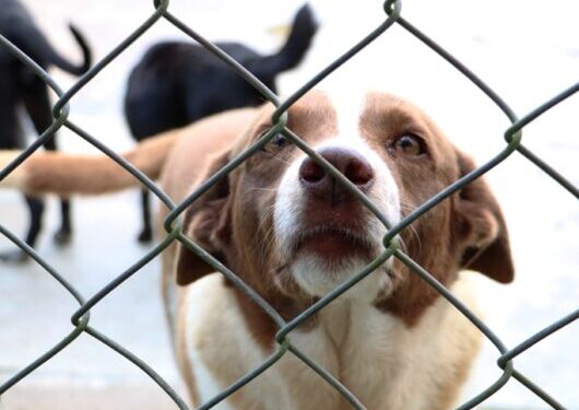 Cerca de 30 animais estarão disponíveis para adoção neste sábado em Caraguatatuba