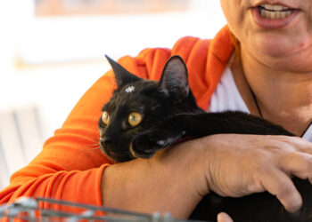 Mais de 80 pets estão em busca de um novo lar em Bertioga; Saiba como adotar
