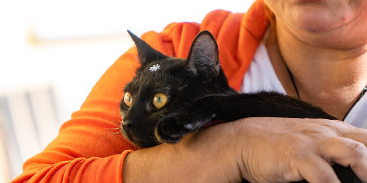 Mais de 80 pets estão em busca de um novo lar em Bertioga; Saiba como adotar