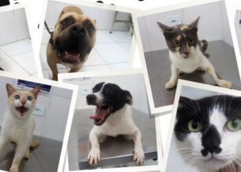 Sábado é dia de Feira de Adoção de Cães e Gatos em Caraguatatuba