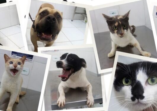 Sábado é dia de Feira de Adoção de Cães e Gatos em Caraguatatuba