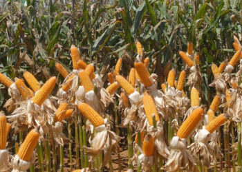 Crescimento na produção de grãos em São Paulo é estimado em 13,1%, com ganhos de produtividade