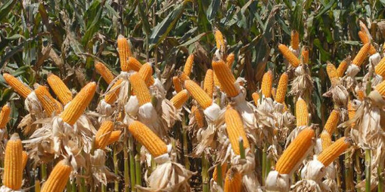 Crescimento na produção de grãos em São Paulo é estimado em 13,1%, com ganhos de produtividade