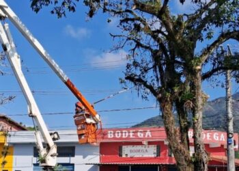 Árvores da avenida Brasília recebem poda para mais segurança
