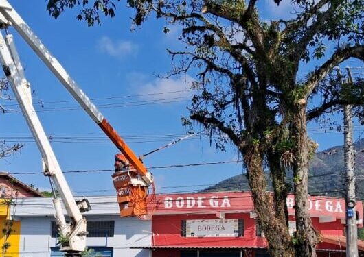 Árvores da avenida Brasília recebem poda para mais segurança