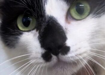 CCZ de Caraguatatuba promove feira de adoção de cães e gatos neste sábado