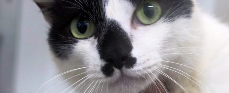 CCZ de Caraguatatuba promove feira de adoção de cães e gatos neste sábado