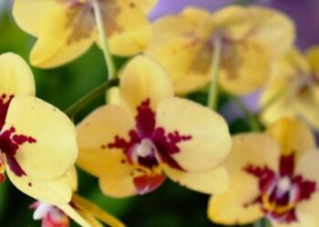 Exposição de Orquídeas será de 6 a 8 de outubro em Caraguatatuba