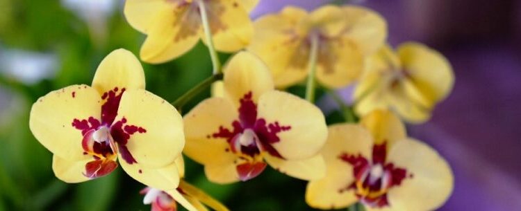 Exposição de Orquídeas será de 6 a 8 de outubro em Caraguatatuba