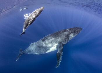 É temporada de baleias no The Brando