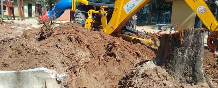 Prossegue retirada de árvore na Praça Diógenes Ribeiro de Lima com risco de queda iminente