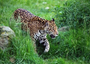 Dia da Árvore e Dia da Defesa da Fauna alertam sobre a importância do uso sustentável dos recursos naturais