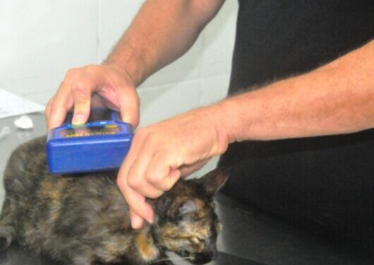 Prefeitura de Caraguatatuba abre agendamento para 300 vagas de castração de cães e gatos nesta sexta-feira