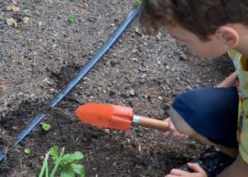 Prefeitura de Caraguatatuba desenvolve projeto Horta Educativa em mais de 40 escolas da rede municipal