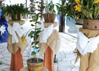 43ª Exposição de Orquídeas segue até domingo e conta com 150 exemplares