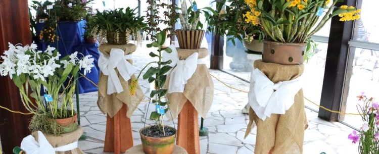 43ª Exposição de Orquídeas segue até domingo e conta com 150 exemplares