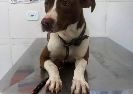 Cerca de 30 animais estarão disponíveis para adoção neste sábado em Caraguatatuba