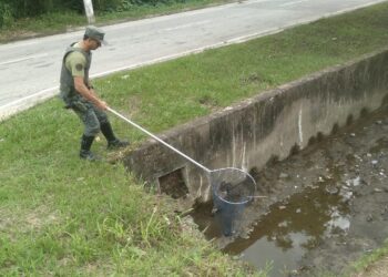Gavião-Caboclo debilitado é resgatado pelo Departamento de Operações Ambientais