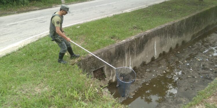 Gavião-Caboclo debilitado é resgatado pelo Departamento de Operações Ambientais