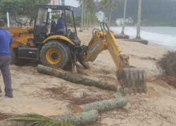 Coqueiro derrubado pela ressaca na praia Martim de Sá é retirado pela Prefeitura