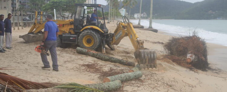Coqueiro derrubado pela ressaca na praia Martim de Sá é retirado pela Prefeitura