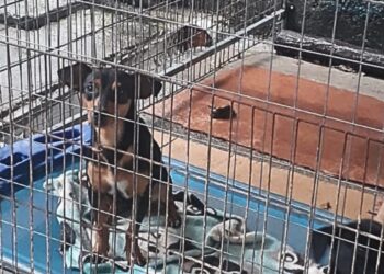 Animal abandonado é resgatado por equipes de Segurança em Bertioga (SP)