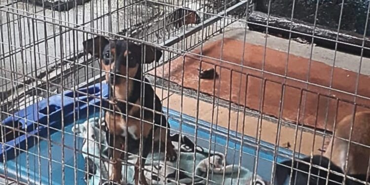Animal abandonado é resgatado por equipes de Segurança em Bertioga (SP)