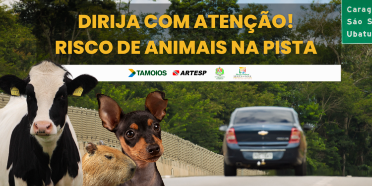 Concessionária Tamoios reforça ações de conscientização sobre o risco de atropelamento de animais na rodovia