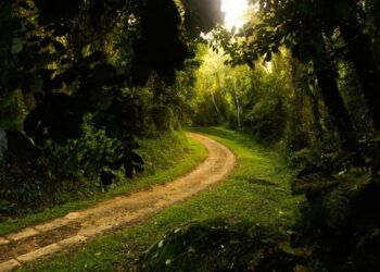  9ª Edição do COSUD debaterá proposta do Tratado da Mata Atlântica e transição energética