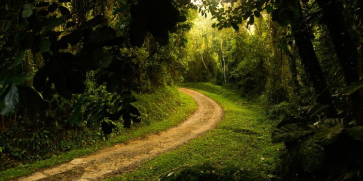  9ª Edição do COSUD debaterá proposta do Tratado da Mata Atlântica e transição energética