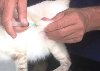 CCZ de Caraguatatuba faz atendimento móvel no bairro Pegorelli